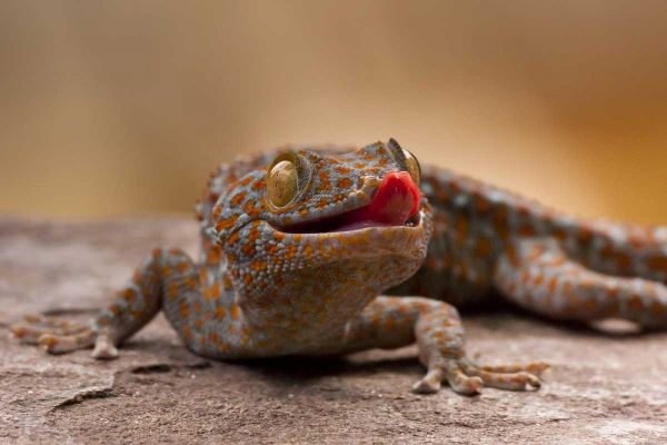 North Carolina Close-up of tokay gecko on rock